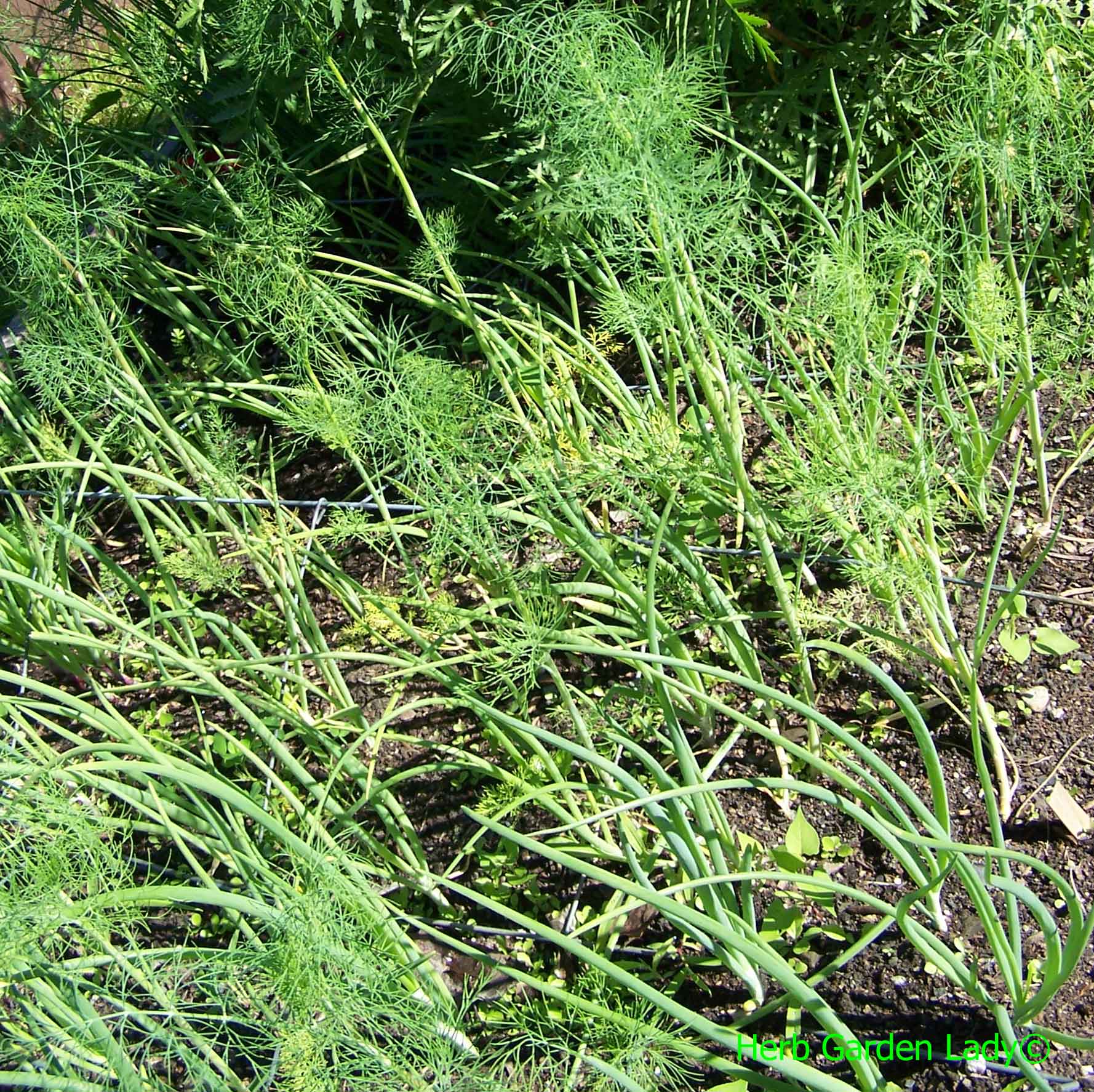 Dill herb just starting to grow with my leeks.