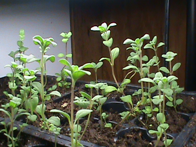 These sun loving herbs are growing beautifully under artificial lighting in the spring.