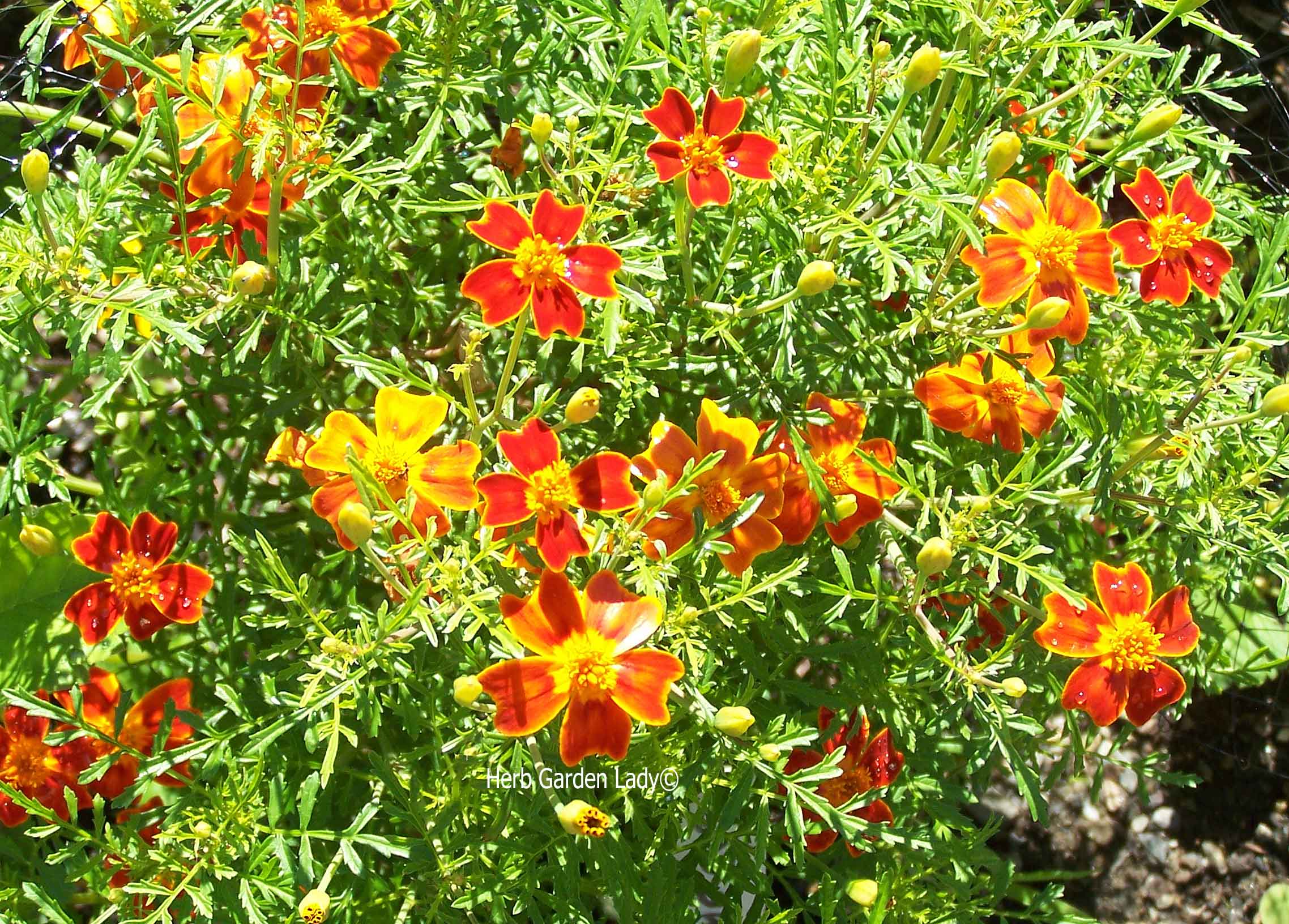 Marigolds, orange gem are another one that's easy to grown in raised beds.