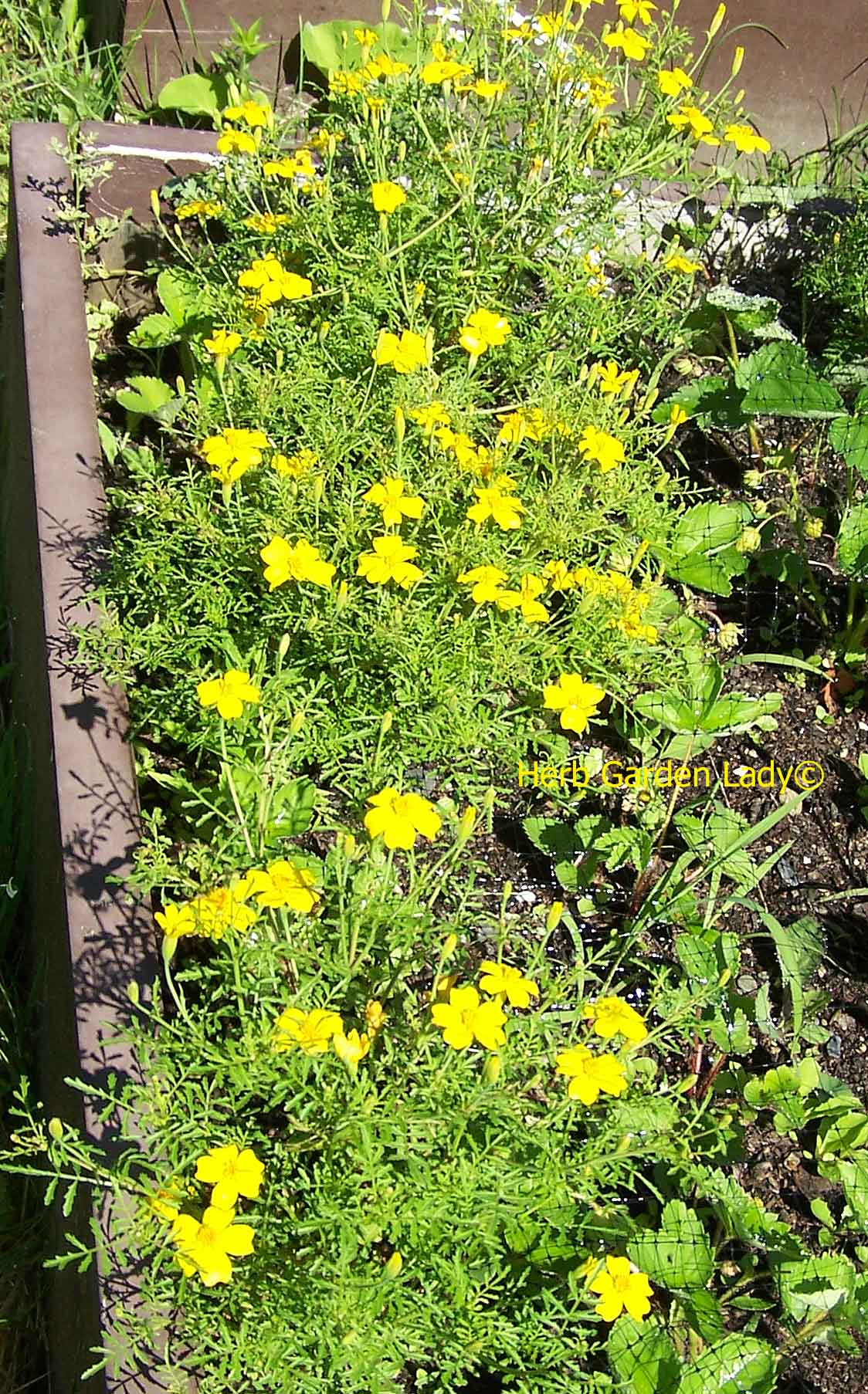 Lemon Gem Marigold with edible flowers