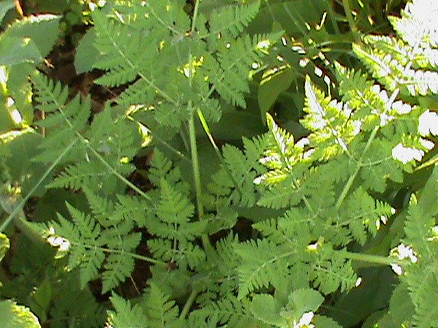 Sweet Cicley has sweet leaves that first are dried and later ground up to add to coffee or tea.