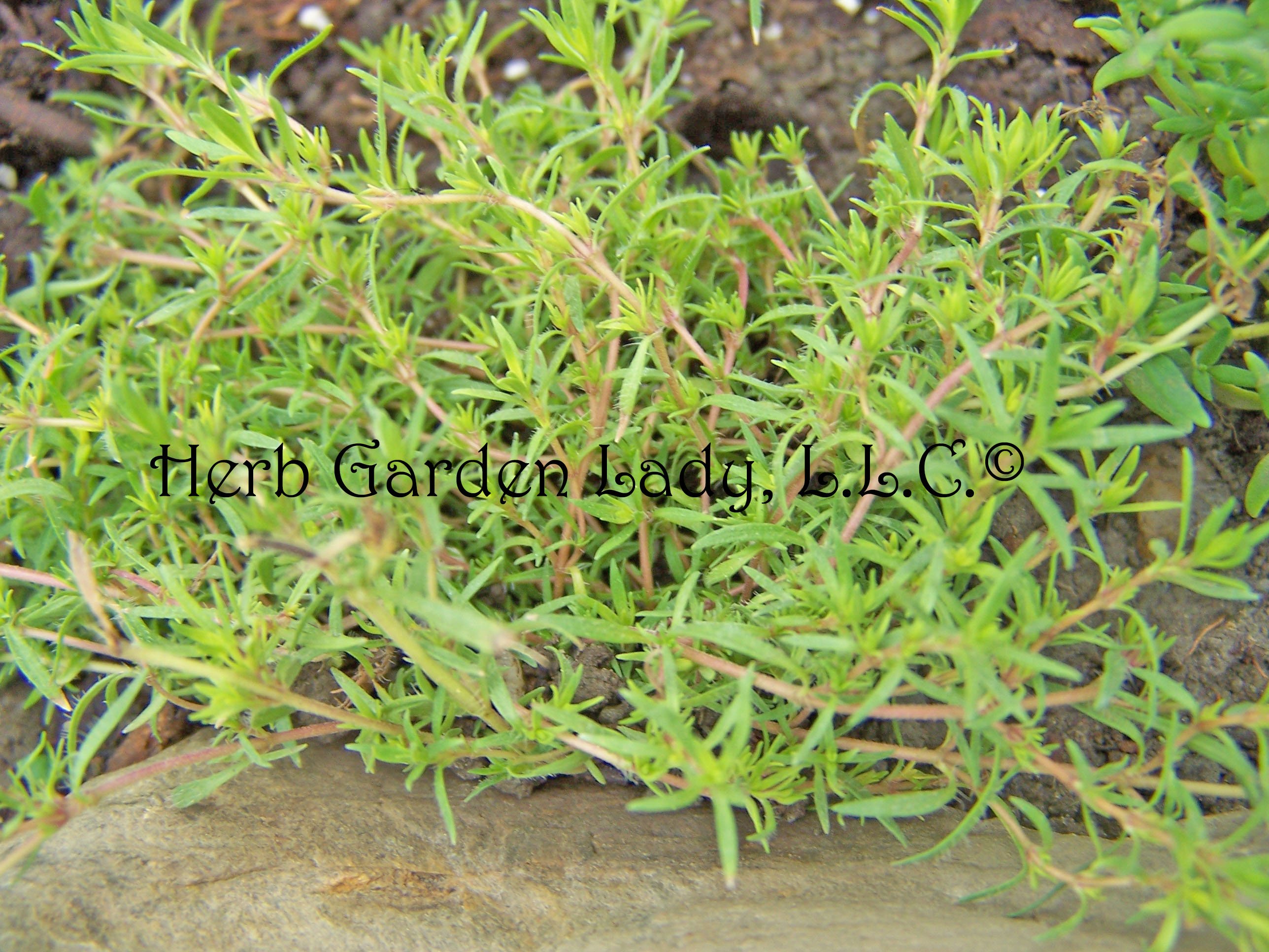 Thyme is a delicious herb with short roots.