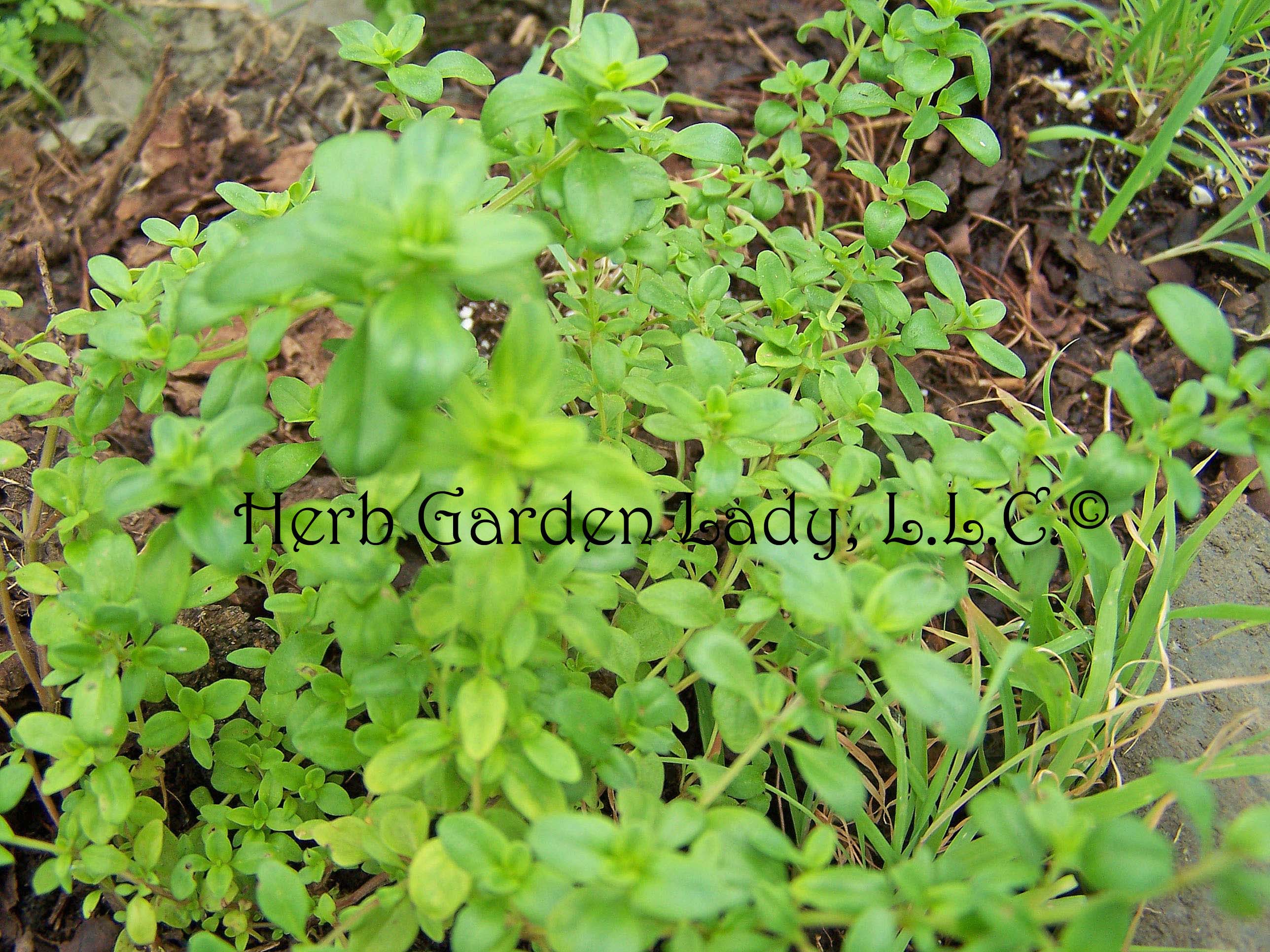 Wild thyme variety