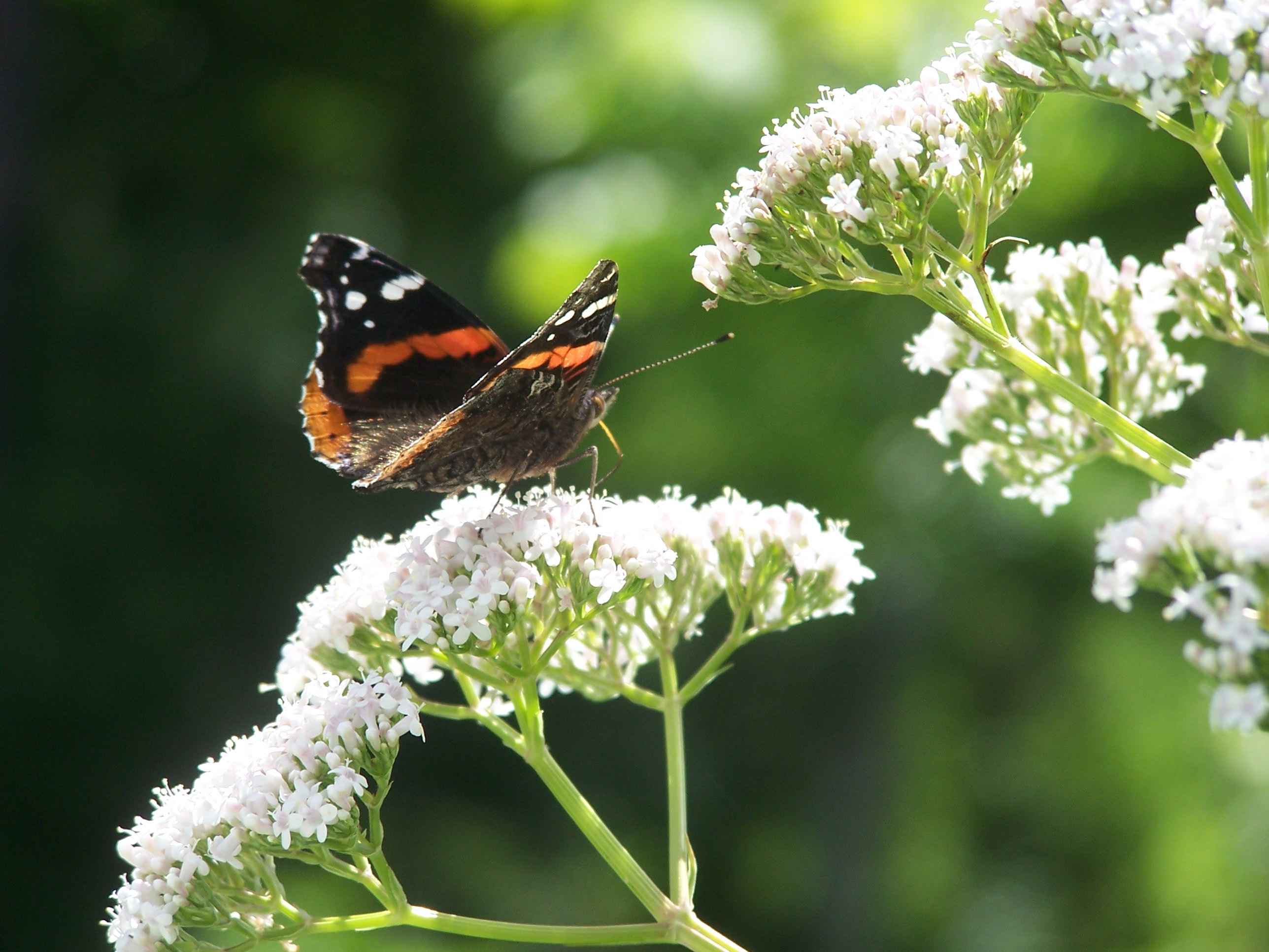 Valerian herb plant is providing nectar to a hungry butterfly.