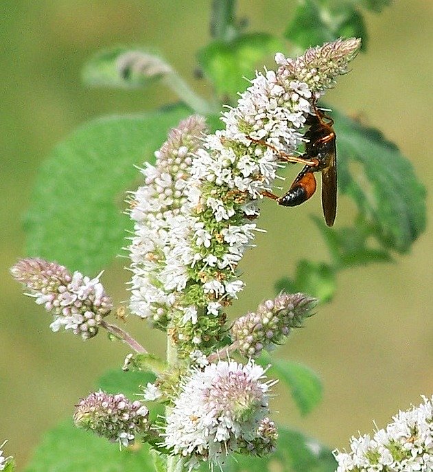 Ichneumon Wasp is on my apple mint collecting nectar while controlling harmful insects.