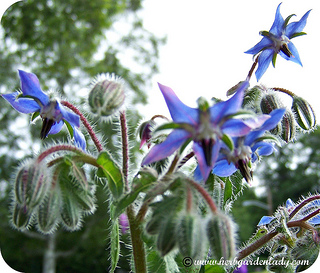 Borage flowers has a delicate cucumber taste and are excellent on their own. Take off the flower and eat the flower from the back, that's where it's sweet.