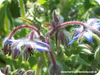 Borage has edible flowers too!