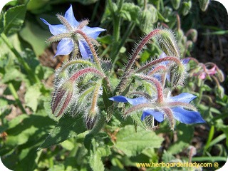 Borage herb flower plant