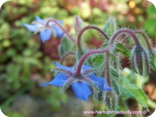 Borage edible flowers and leaves