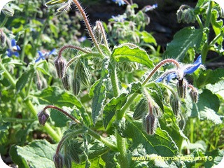 Borage herb in full bloom