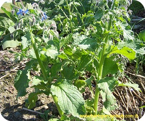 Borage herb fully grown