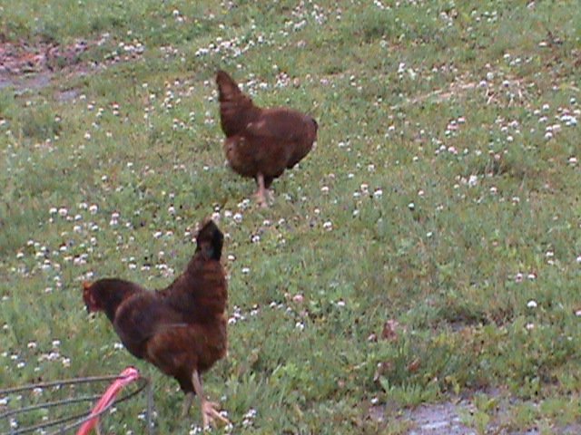 Chickens on pest control