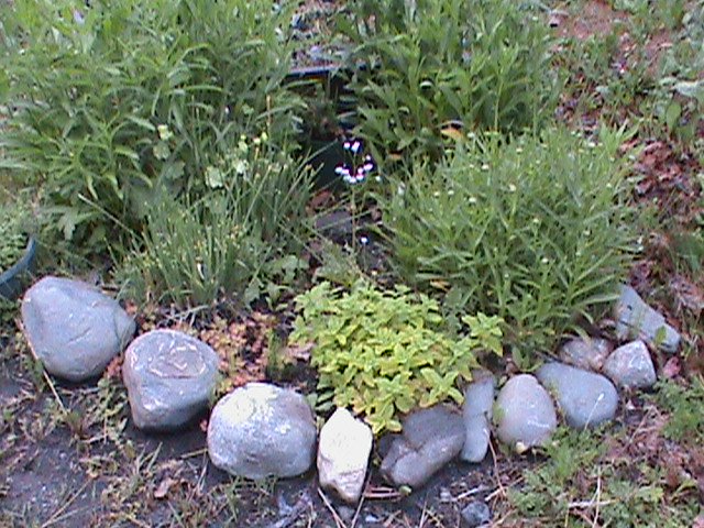 Container herb garden with small boulders in semi circle
