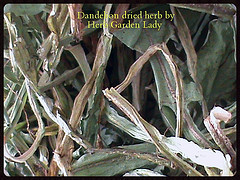 Dried dandelion herb from my garden