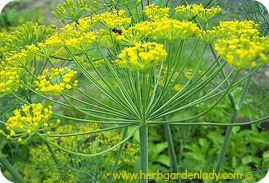 Dill herb is in full bloom, wait for the seeds to turn brown and you have dill seed ready to use in your cooking or pickling.