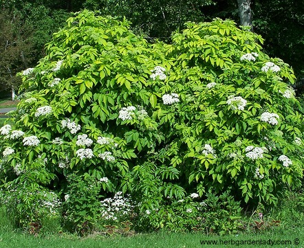 Elderberry is rich in history and folklore. Plant this herb in a biblical herb garden; use it in medicinal or culinary preparations as well as a great deterrent for garden pests.