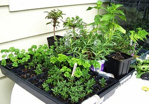 Herb plants ready to plant in my medicinal herb garden.