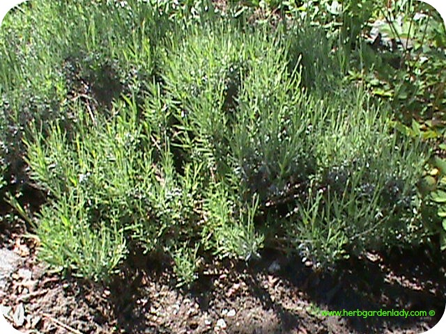 Lavender has many herb uses as the dried flower buds and leaves can be used in sachets, herb pillows, bundled to scent drawers or to protect against moths eating your linen.