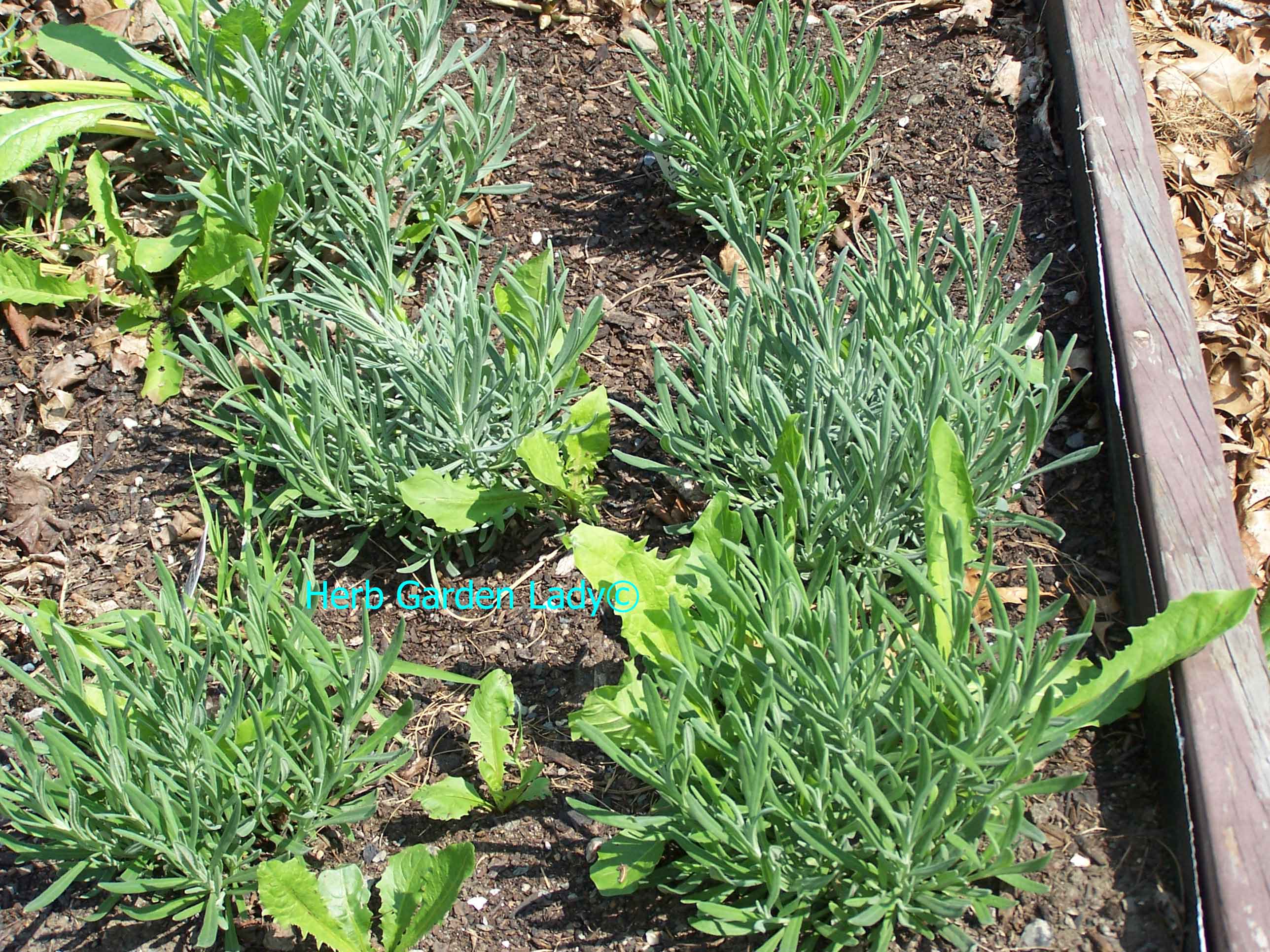 A lavender herb bed