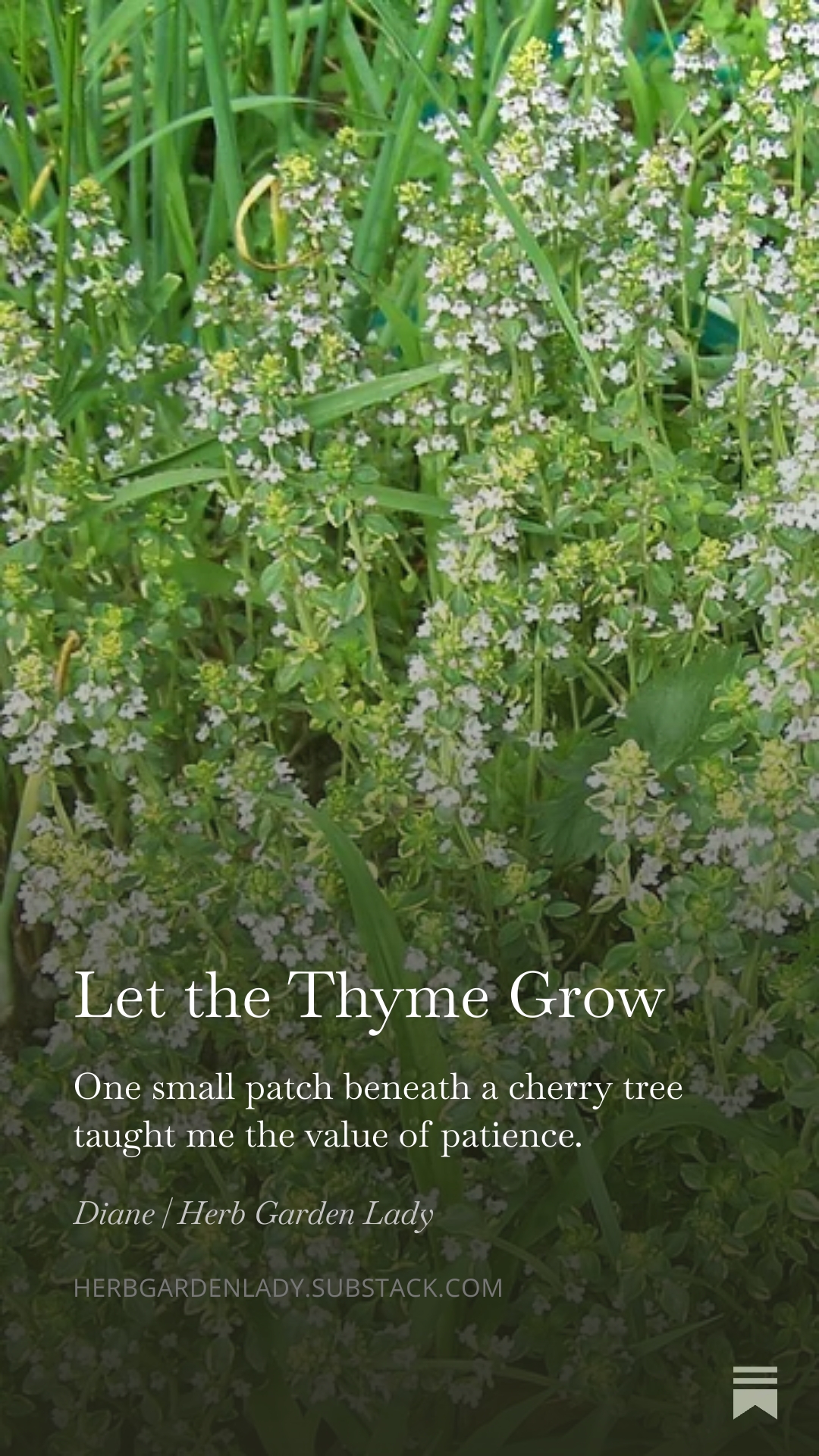 Let the Thyme Grow article