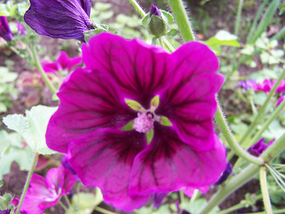 Eat these purple edible flowers (mallow, mauritian)with drinks or herbal teas.