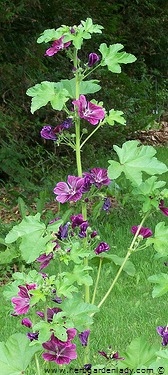 Purple mallow with edible flowers.