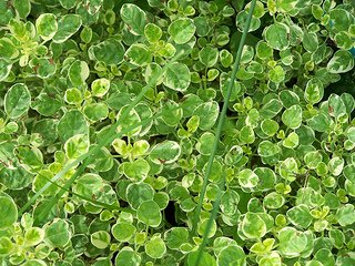 Sweet Marjoram has a strong, spicy flavor and is excellent for herb breads.