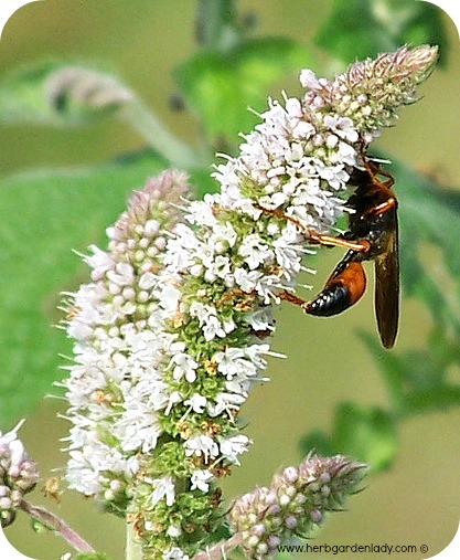 Ichneumon wasp