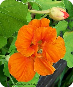 Nasturtium edible flowers and buds