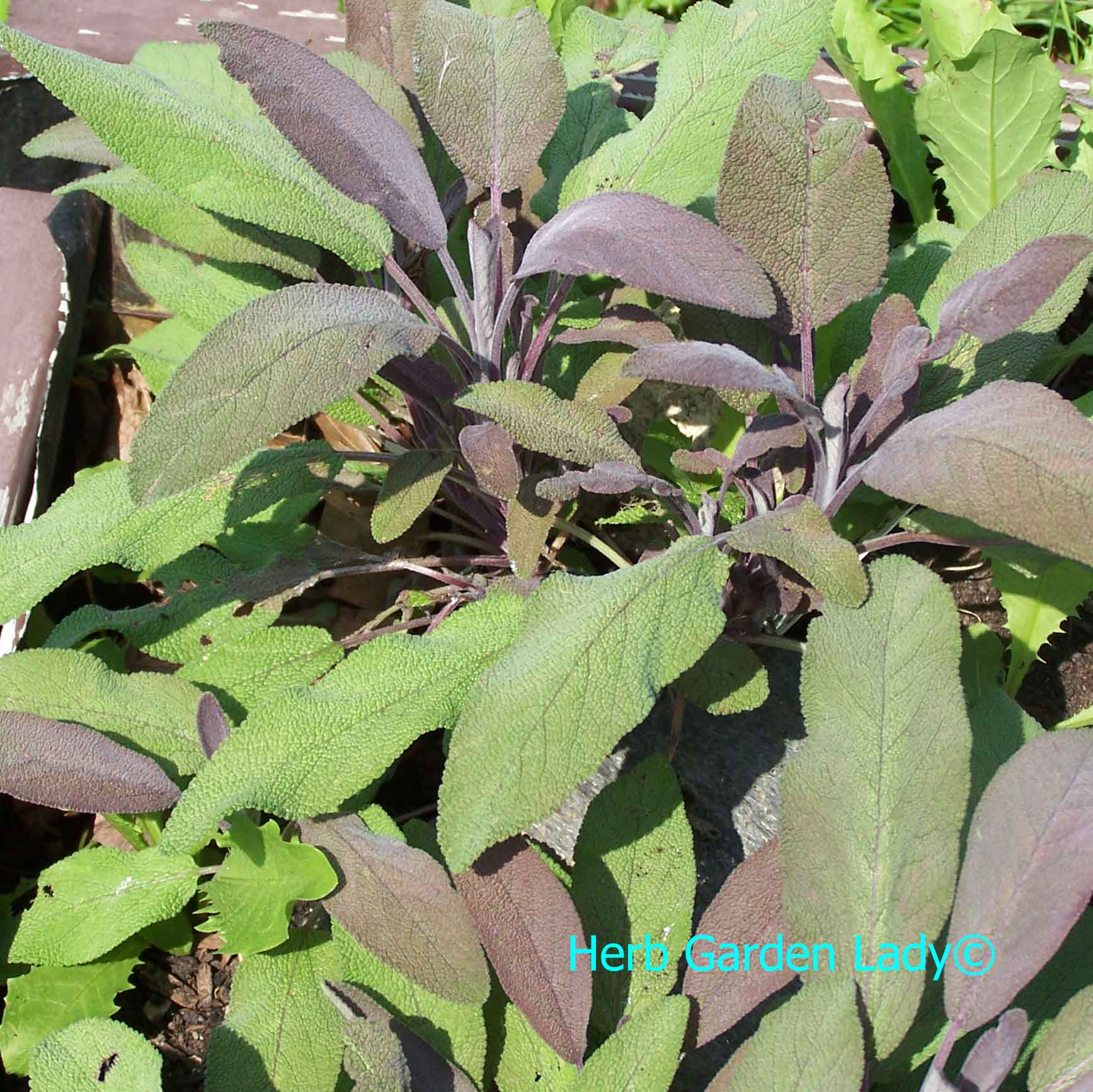 Sage herb used in aromatherapy for depression, fatigue, insect bites, menopause, and insomnia.