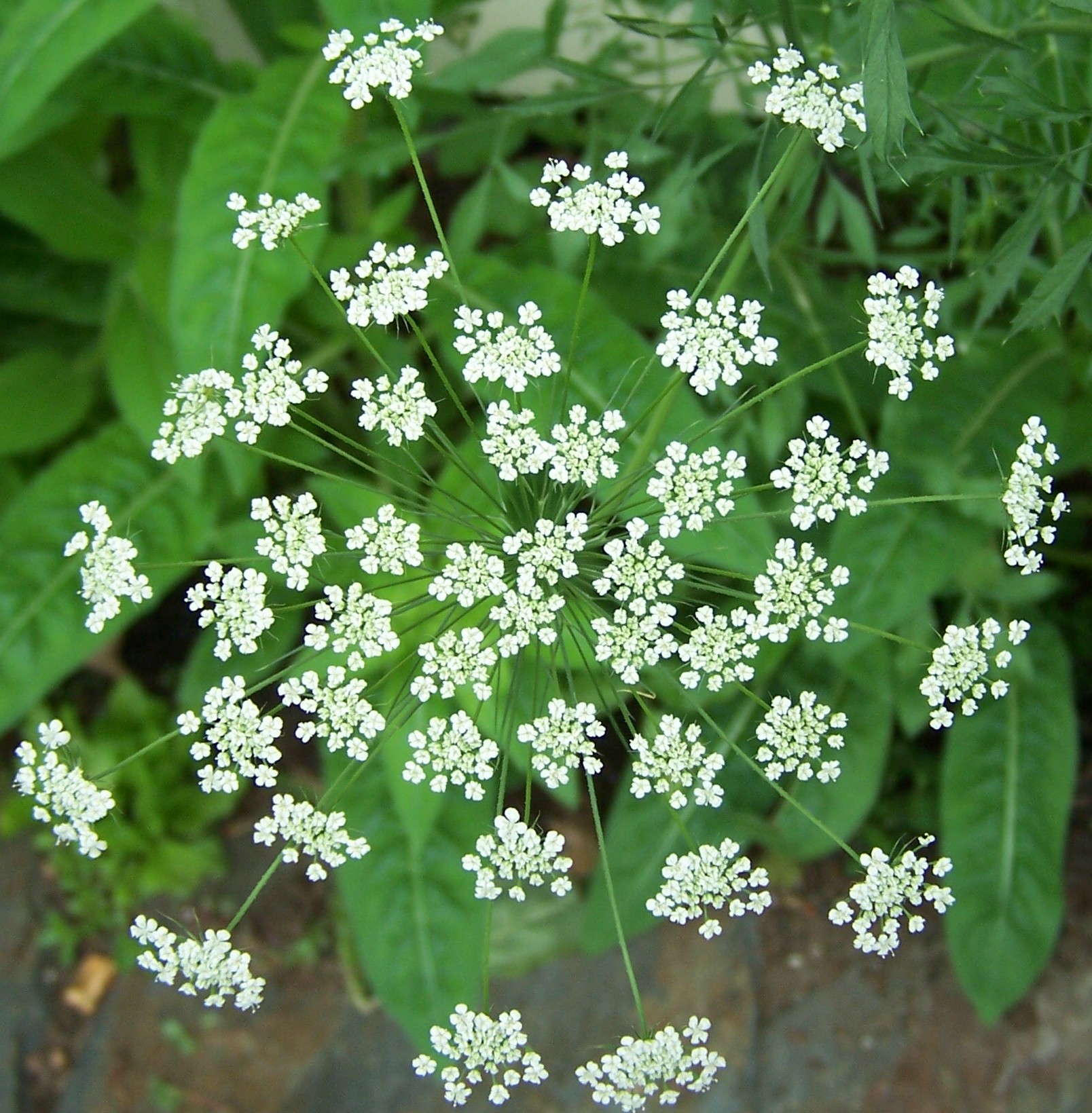 Queen Anne's Lace is a great attractant for beneficial insects.