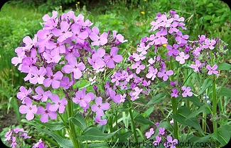 Sweet Rocket is ever so sweet in the evening and the petals are edible too.