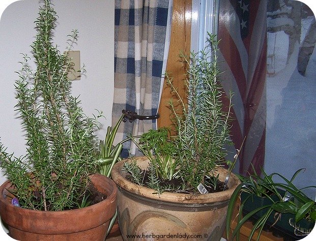 Rosemary is grown inside during the winter months here in the north.