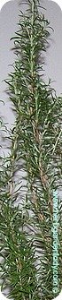 Rosemary herb