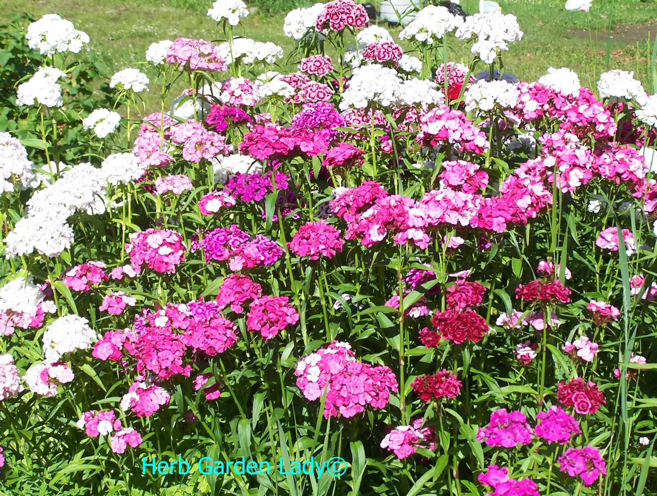Sweet William
