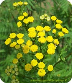 Tansy herb good to repel insects