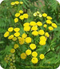 Tansy