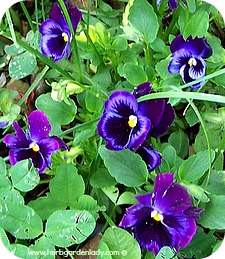 Sweet violets or pansies have medium length roots.