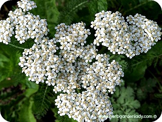 White yarrow is the most beneficial medicinal herb.