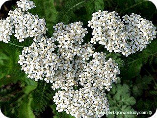 Yarrow white herb plant